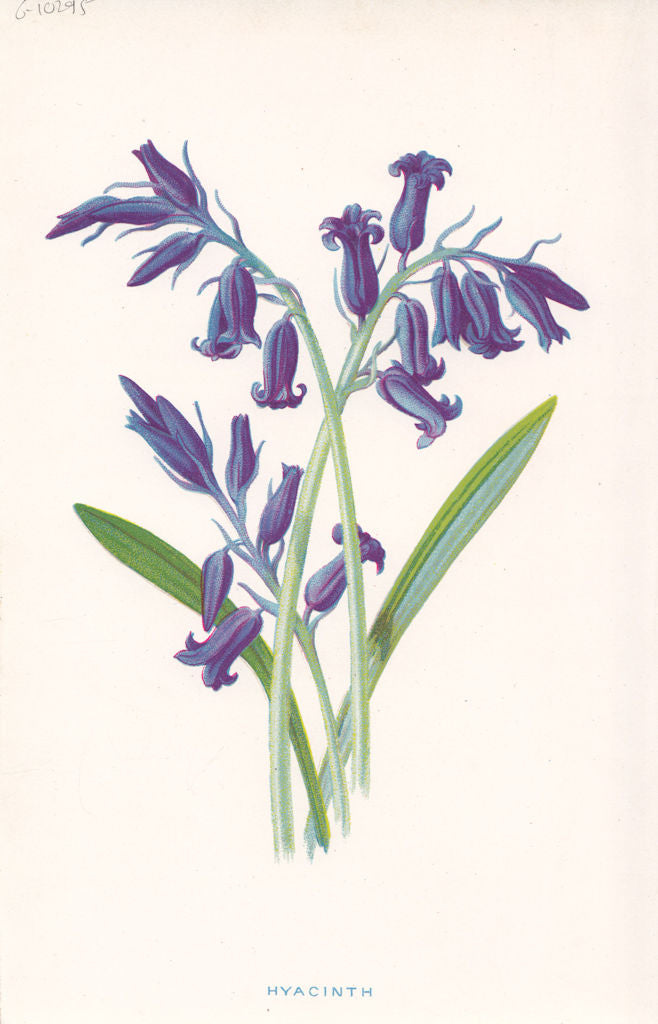 FLOWERS. Hyacinth c1895 old antique vintage print picture